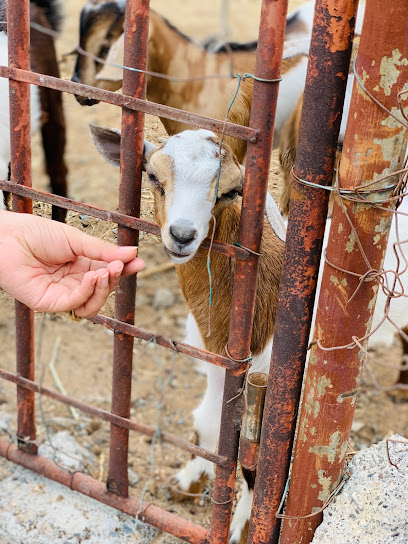 مزرعة الفجيرة - United Arab Emirates|Al Ghurfah - Fujairah|J72J+MMM