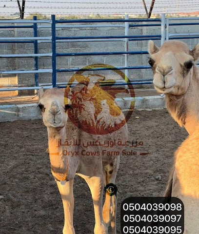 مزرعة المها - السعد ، العين - عجمان - +971 50 403 9098