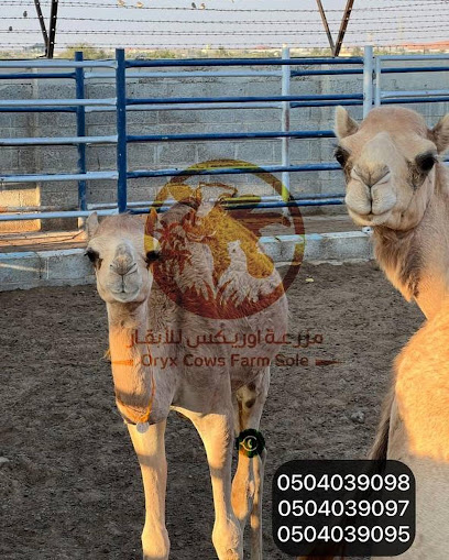مزرعة المها - السعد ، العين - United Arab Emirates|Al Sad - Abu Dhabi