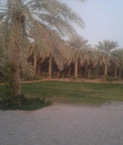 مزرعة خلفان خميس العميمي هيلي - عجمان - +971 52 914 3860