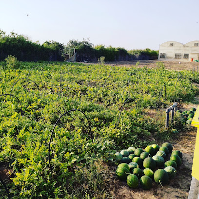 الشهامة الجديدة - عجمان -