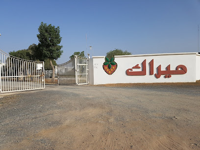 مزرعة فراولة ميراك - عجمان -