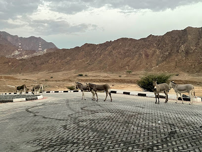 وجهة نظر زيكت دام - دبي -