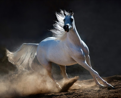 اسطبل الفخم للخيول اسطبل الفخم - دبي - +971 50 301 7519