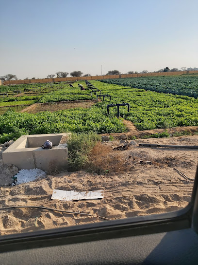 مزرعة جرين باث العضوية - United Arab Emirates|Sharjah|Al Dhaid - Masafi Rd