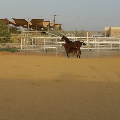 اسطبلات تربية الشهامة اسطبلات الشهامه للإنتاج - دبي - +971 50 666 2297