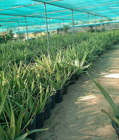 مزرعة حسن عبدالله السعيدي - عجمان - +971 50 342 9818