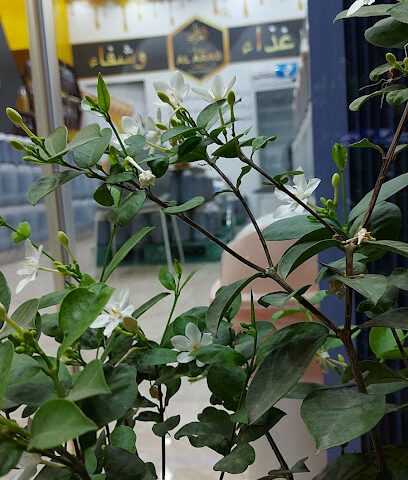 نحل العرب لتجارة العسل والأعشاب ذ - عجمان - +971 50 694 9009