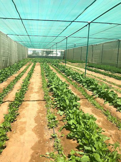 مزارع عبد اللطيف - United Arab Emirates|Kadrah - Ras al Khaimah|Sheikh Khalifa Bin Zayed Rd|42WM+GCR