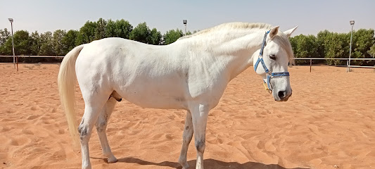 مركز رويال هورس - عجمان - +971 3 780 2888