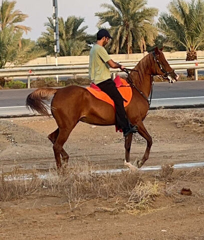 اسطبل الساده - دبي - +971 55 596 6663