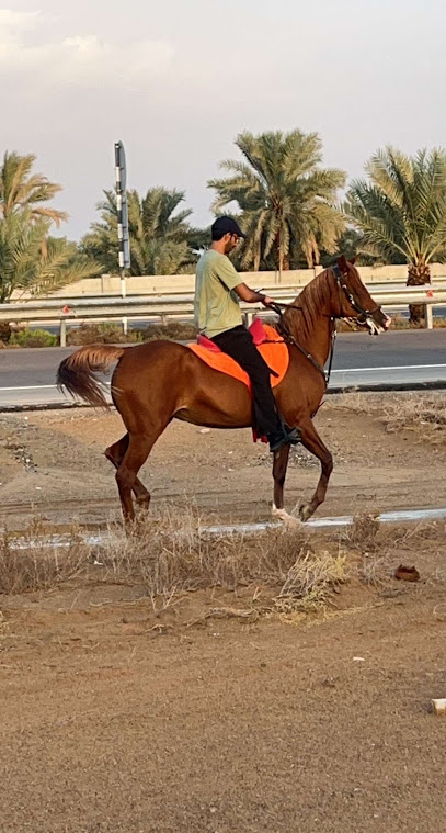اسطبل الساده - United Arab Emirates|Al Sad - Abu Dhabi