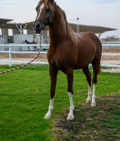 اسطبلات الامجاد - عجمان -
