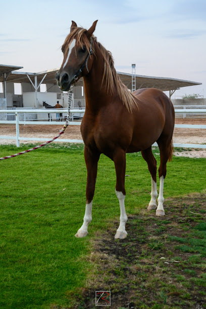 اسطبلات الامجاد - United Arab Emirates|Dubai|Unnamed Road|Al amjad stable
