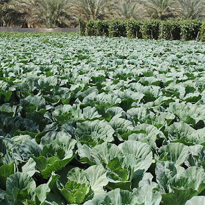 ليوا ، أبو ظبي - دبي - +971 50 831 2282