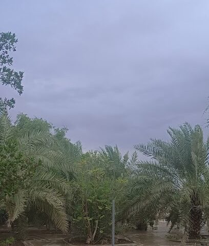 مزرعة محمد ال علي - عجمان - +971 56 107 5657