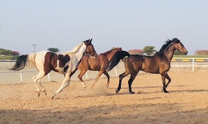 اسطبل خيل الفجيرة - دبي -