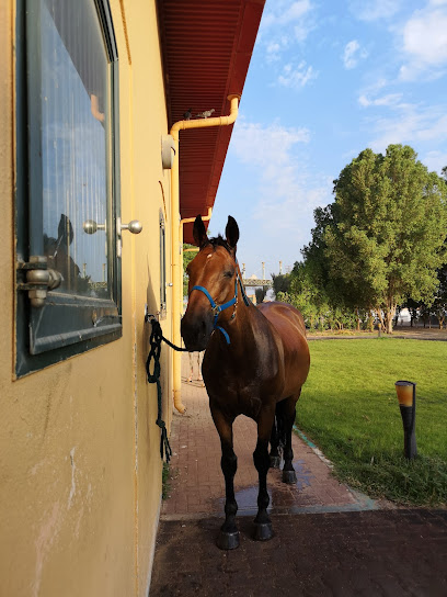 اسطبلات الخيول بمنتجع النخيل - United Arab Emirates|Al Maqam - Abu Dhabi|5JPX+X8M