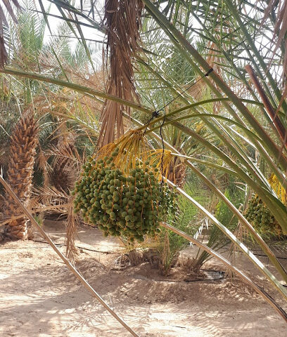 مزرعة المليح - عجمان -