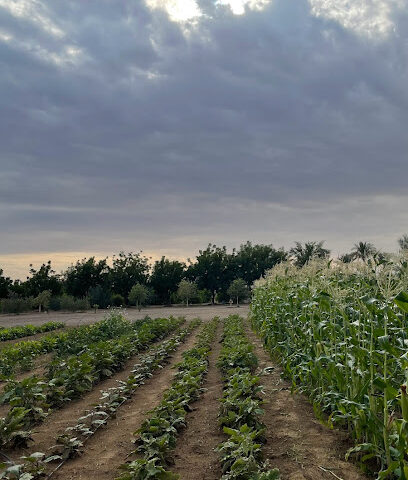 مزرعة المهندسة ذكرى - عجمان -