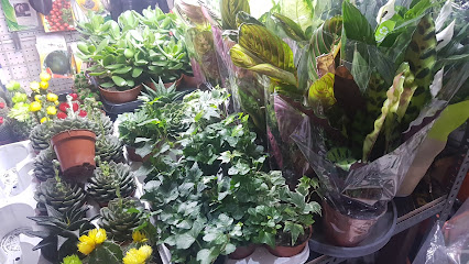 الزهور الوطنية ش - دبي - +971 4 344 2217