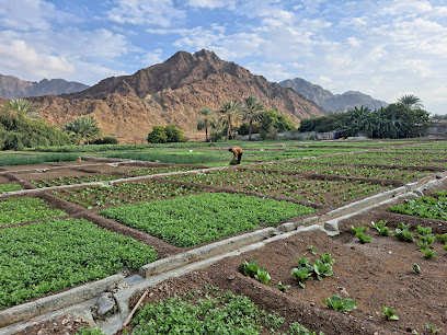 مزرعة الخضار - عجمان -
