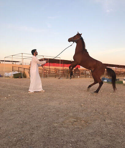 اسطبلات البصل - دبي - +971 50 944 4497