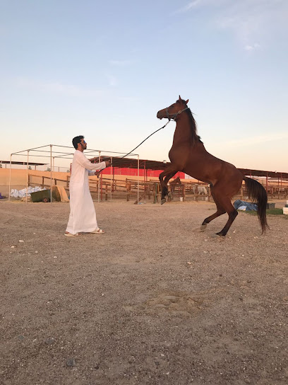 اسطبلات البصل - United Arab Emirates|Al Wathba - Abu Dhabi