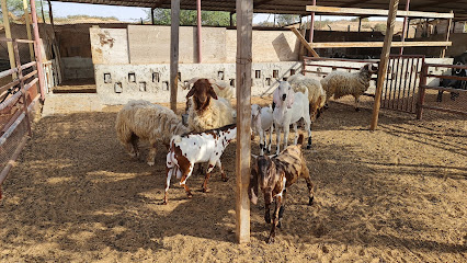 عزبة النوادر - عجمان - +971 50 627 1790