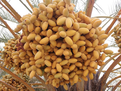 مزرعة سعيد إبراهيم - عجمان -
