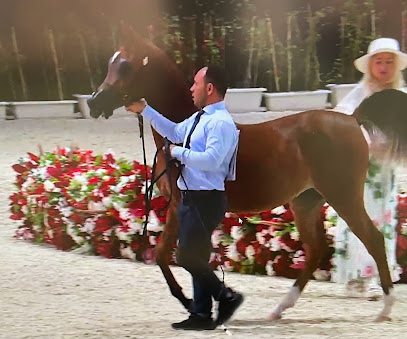عرب الحبوب - مربط الهبوب للخيول العربية - دبي - +971 50 441 2266