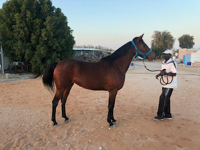مسمار نجمة الصباح - دبي - +971 50 443 6368