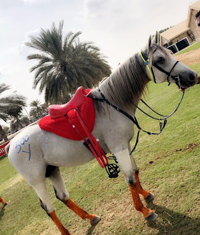 مربط و اسطبلات السعد مربط واسطبلات السعد - دبي - +971 50 781 1150