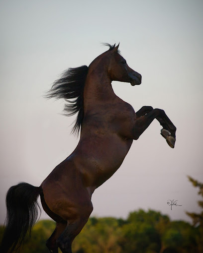 مربط البداير ، الشارقة ، الإمارات العربية المتحدة - United Arab Emirates|Al Bedea Suburb - Al Atain - Sharjah|Sharjah Riding Club Rd