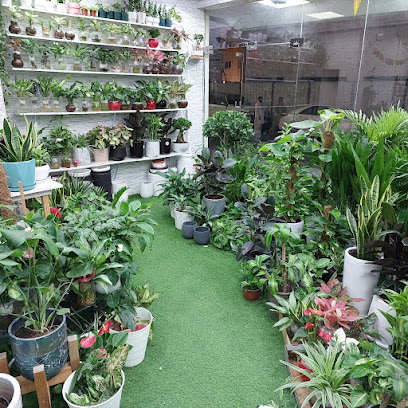 زهور النبات الأخضر للتجارة (ذ - عجمان - +971 52 486 3496
