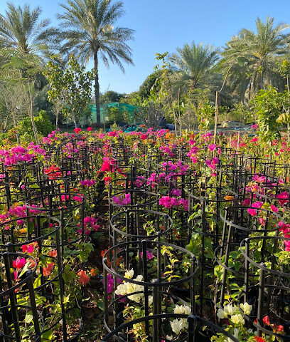 حضانة السند - دبي - +971 50 198 4007