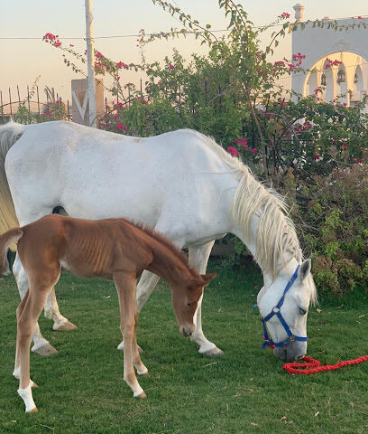 نادي العاصمة للفروسية - دبي - +971 50 122 2551