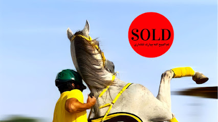 خيول للبيع في الامارات - دبي - +971 55 518 2876