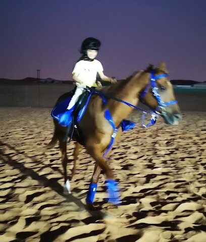 مربط الشبلي للخيول العربية - دبي - +971 56 555 2928