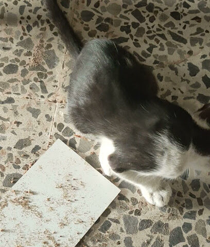 محل الزهور جولان - عجمان - +971 52 479 1176
