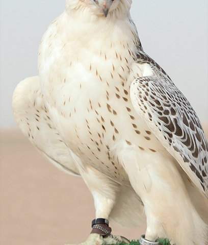 صقر العصيفة - عجمان - +971 56 113 3006