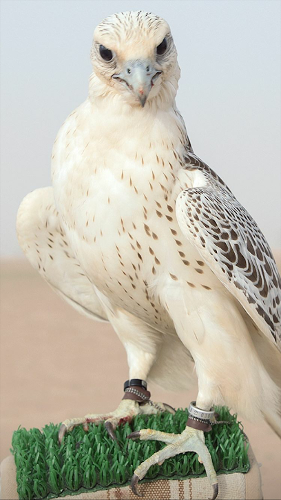 صقر العصيفة - United Arab Emirates|Dubai