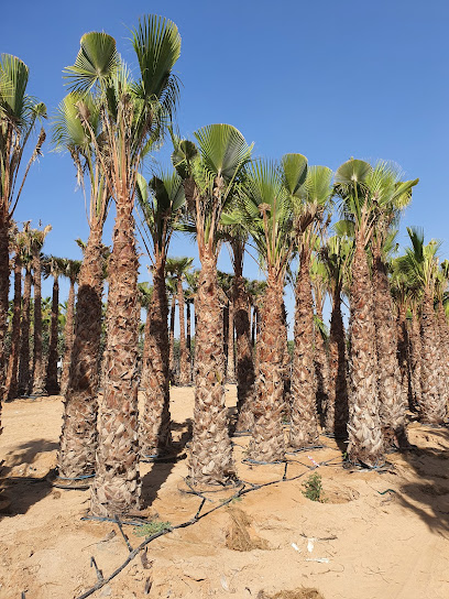 السوق الأخضر ذ م م (مكتب) - United Arab Emirates|Al Mutsannid Suburb - Sharjah