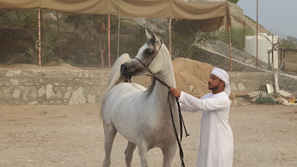 ملعب الجوهرة للخيول العربية - دبي - +971 50 688 8077