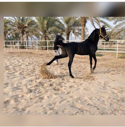 مستقر - دبي - +971 50 888 3357