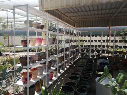 Wild Flora Horticulture LLC (مشتل النباتات) - دبي - +971 55 859 2884