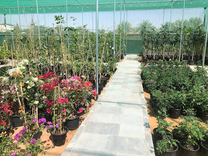 مشتل دانة العين الجاهلي - عجمان - +971 50 313 1777