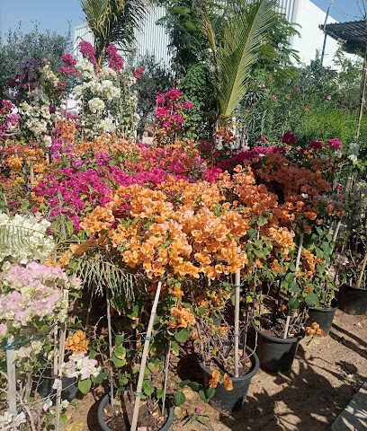 النباتات وتنسيق الحدائق LL C. - دبي - +971 55 921 0936