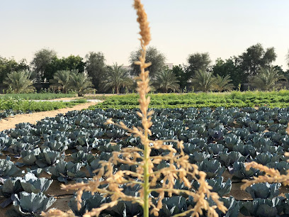 مزرعة الواحة العضوية - عجمان - +971 4 269 9919