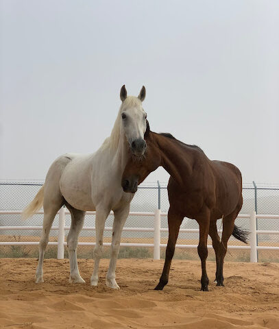 ملاذ بادوك الجنة - عجمان - +971 50 707 6242